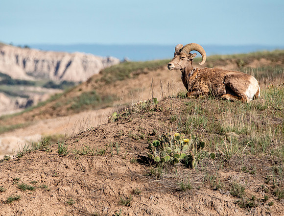 Big Horn Sheep