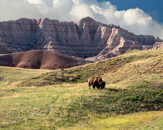 Lone Bison