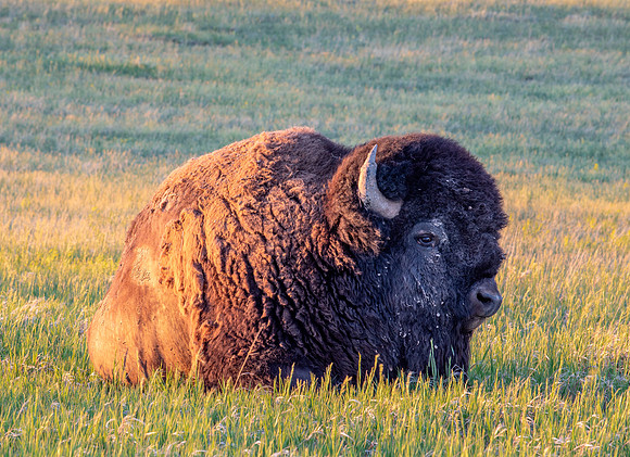 American Bison at Sunset