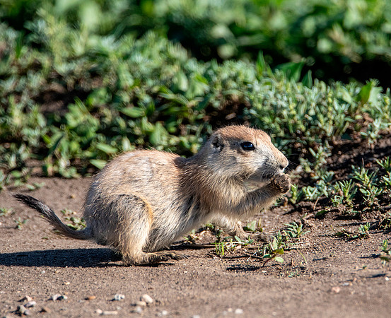 Snack Time - Prairie Dog