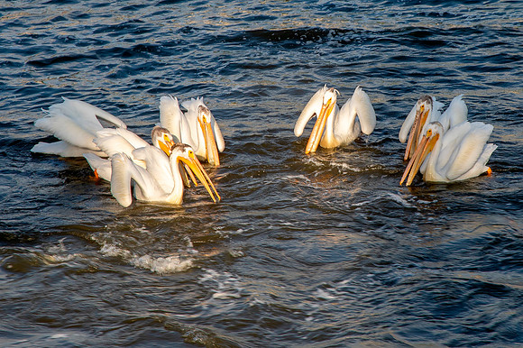 Team Fishing - White Pelicans