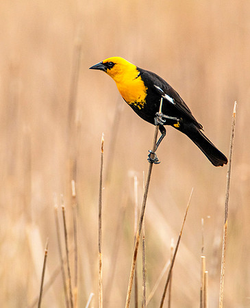 Yellow Headed Blackbird - Western Minnesota