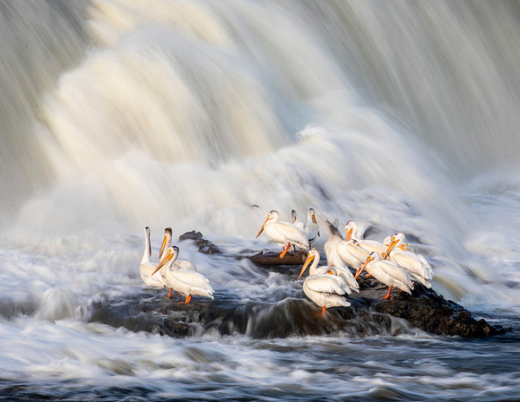 White Pelicans & Waterfalls II