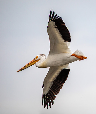 Pelican Hunting for Fish