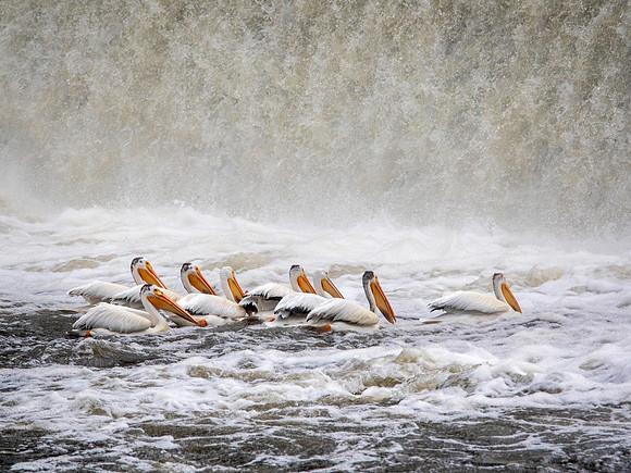 White Pelicans & Waterfalls