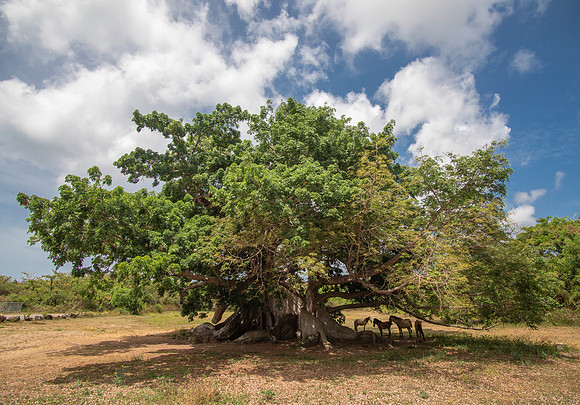 Ceiba Tree (ca 1650) & Wild Horses - Vieques Island, PR