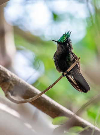 Antillean Crested Hummingbird