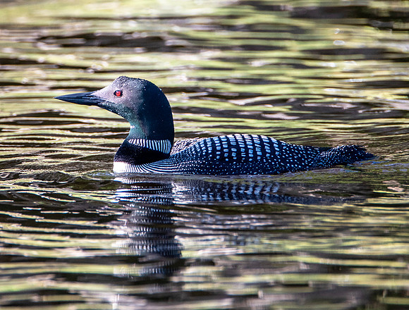 Northern Loon II