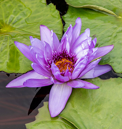 Purple Dream II