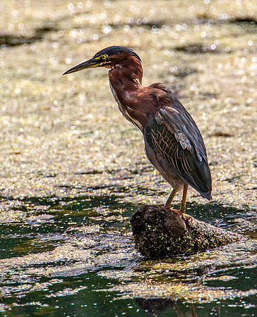 Green Heron