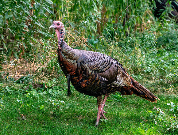 Wild Turkey - Male