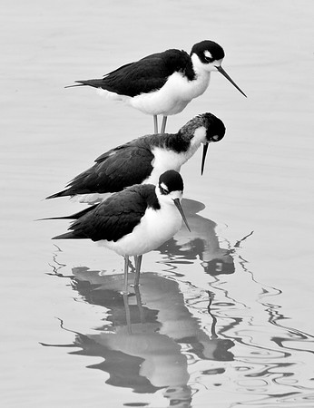 Black Neck Stilts - Rio Grande Valley