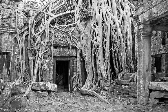 Ta Prohm Temple - Angkor Wat, Cambodia
