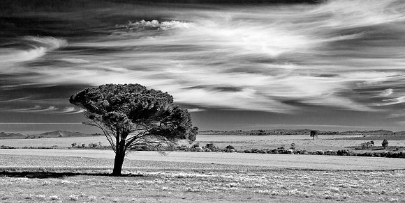 Umbrella Pine - South Africa