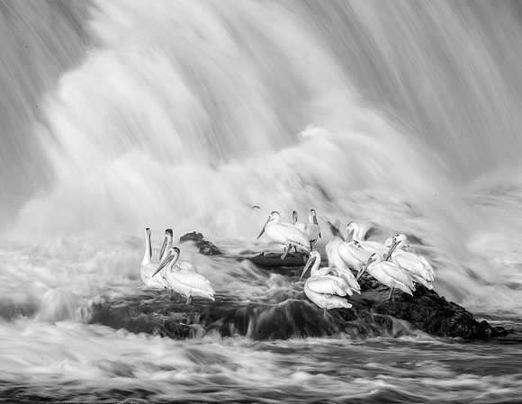 White Pelicans & Waterfall - Minnesota