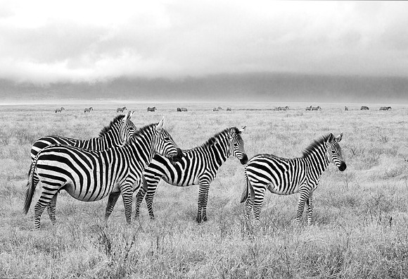 Zebras - Ngorongoro Crater, Tanzania