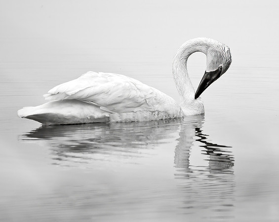 Picture of Grace - Trumpeter Swan, Minnesota