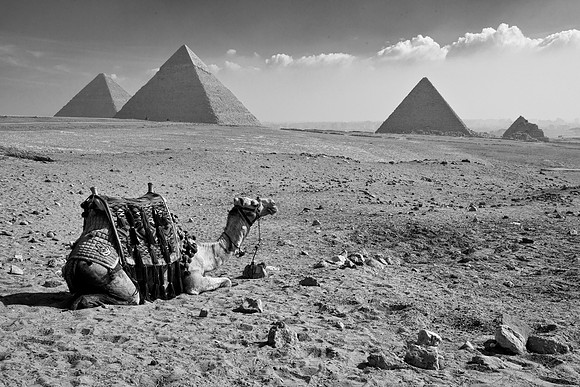 Camel & Giza Pyramids - Egypt