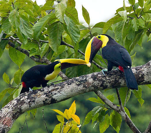 Feeding Station - Yellow Throated Toucans