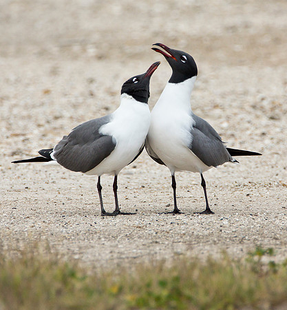 Laughing Gull