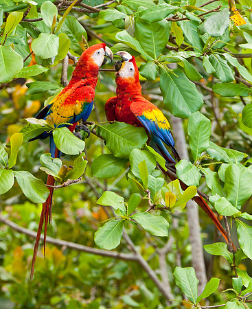 Chat Time - Scarlet Macaws
