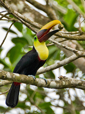 Yellow Throated Toucan - Boca Tapada