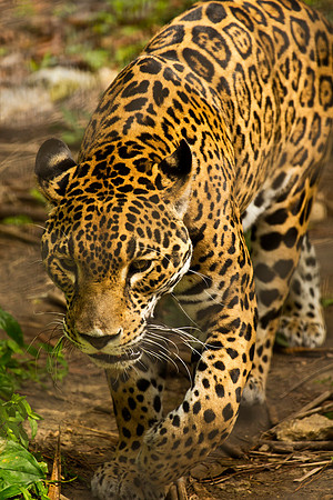 Jaguar - photographed in rehabilitation facility