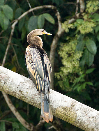Anhinga