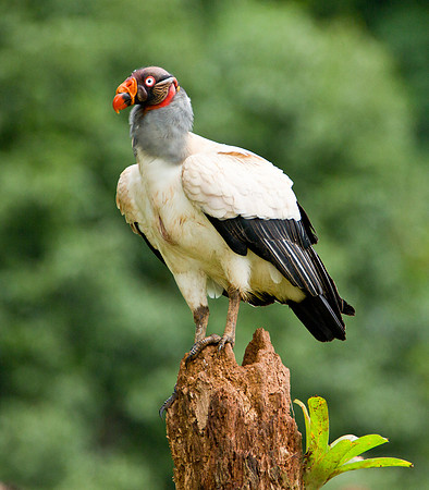 King Vulture - Boca Tapada
