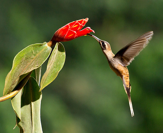 Long Billed Hermit