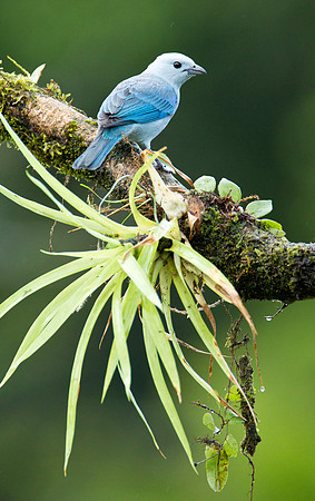 Blue Grey Tanager