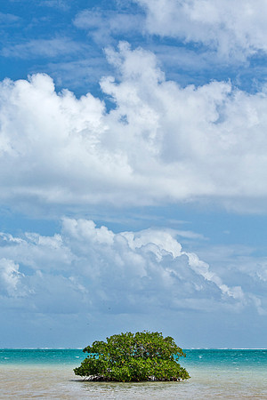 Mangrove & Cumulus Clouds