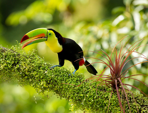 Keel Billed Toucan