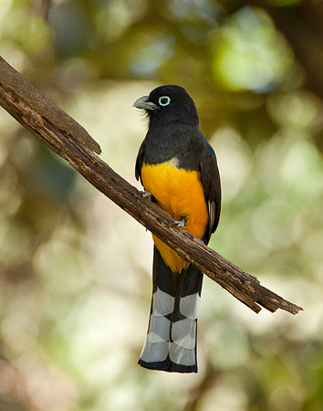 Black-Hooded Trogon