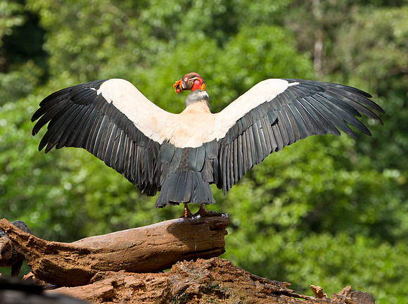 King Vulture