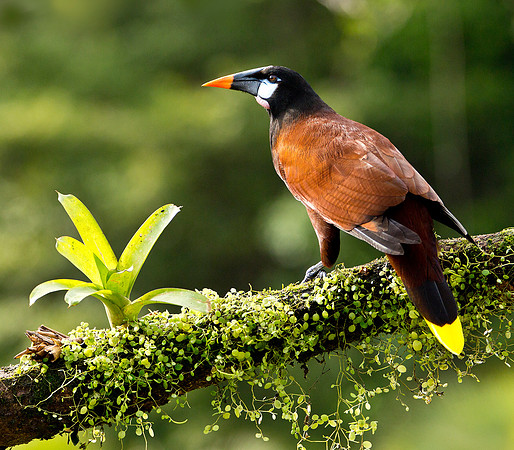Montezuma Oropendola
