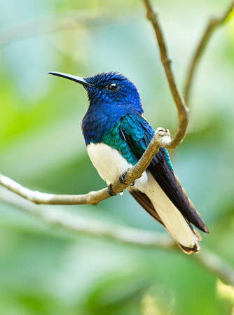 White Necked Jacobin