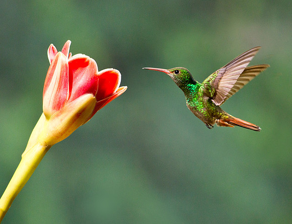 Rufus Tailed Hummingbird - Boca Tapada
