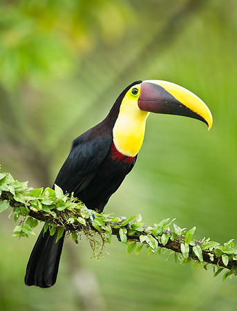 Yellow Throated Toucan