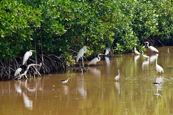 Mangrove Sanctuary - Caye Caulker