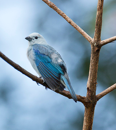 Blue Grey Tanager