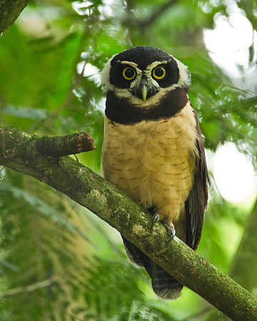 Spectacled Owl - Juvenile