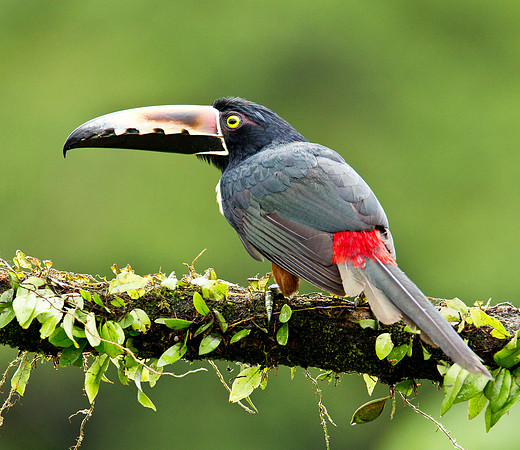 Collared Aracari