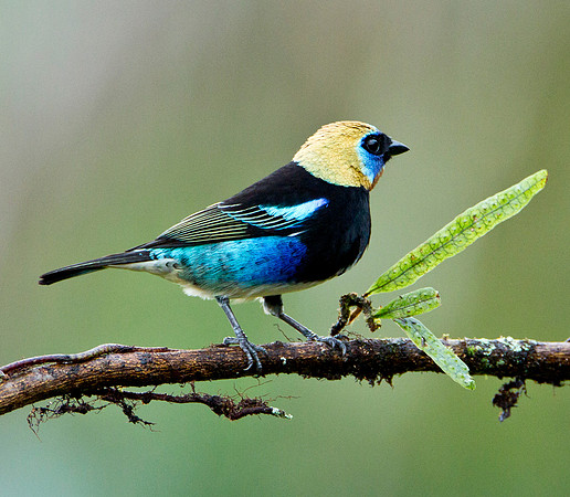 Golden Hooded Tanager
