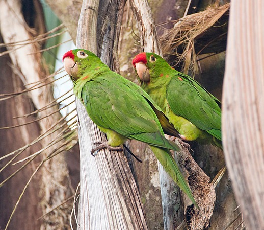 Red Lored Parrots - Puntarenas