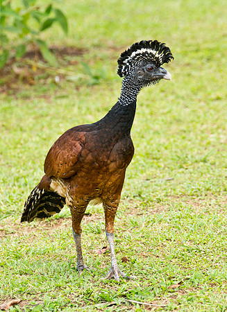 Great Currasow - Adult Female