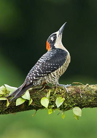 Black Cheeked Woodpecker