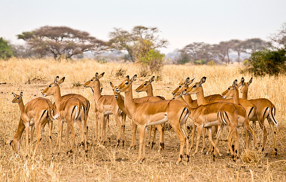 Impala - Masai Mara