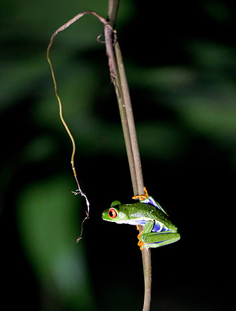 Red Eyed Tree Frog II