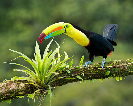 Keel Billed Toucan